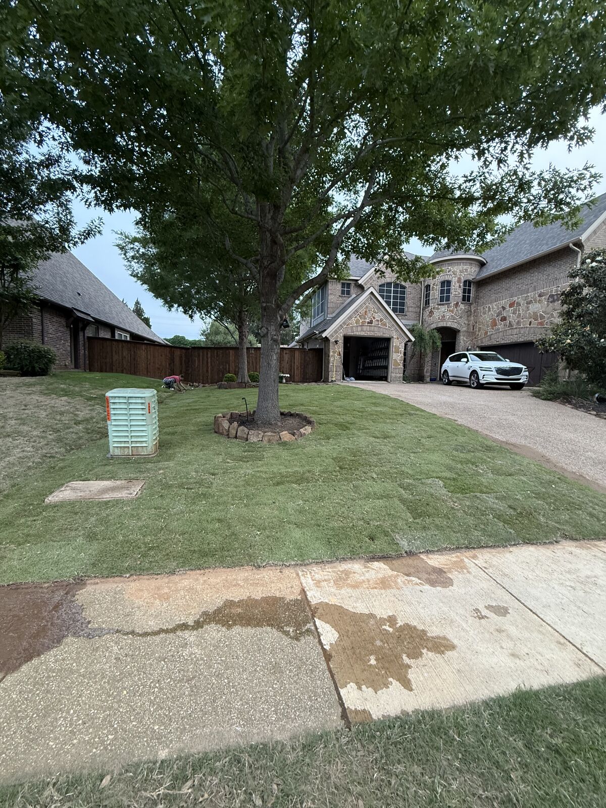 Front yard with a trimmed shade tree and clean turf