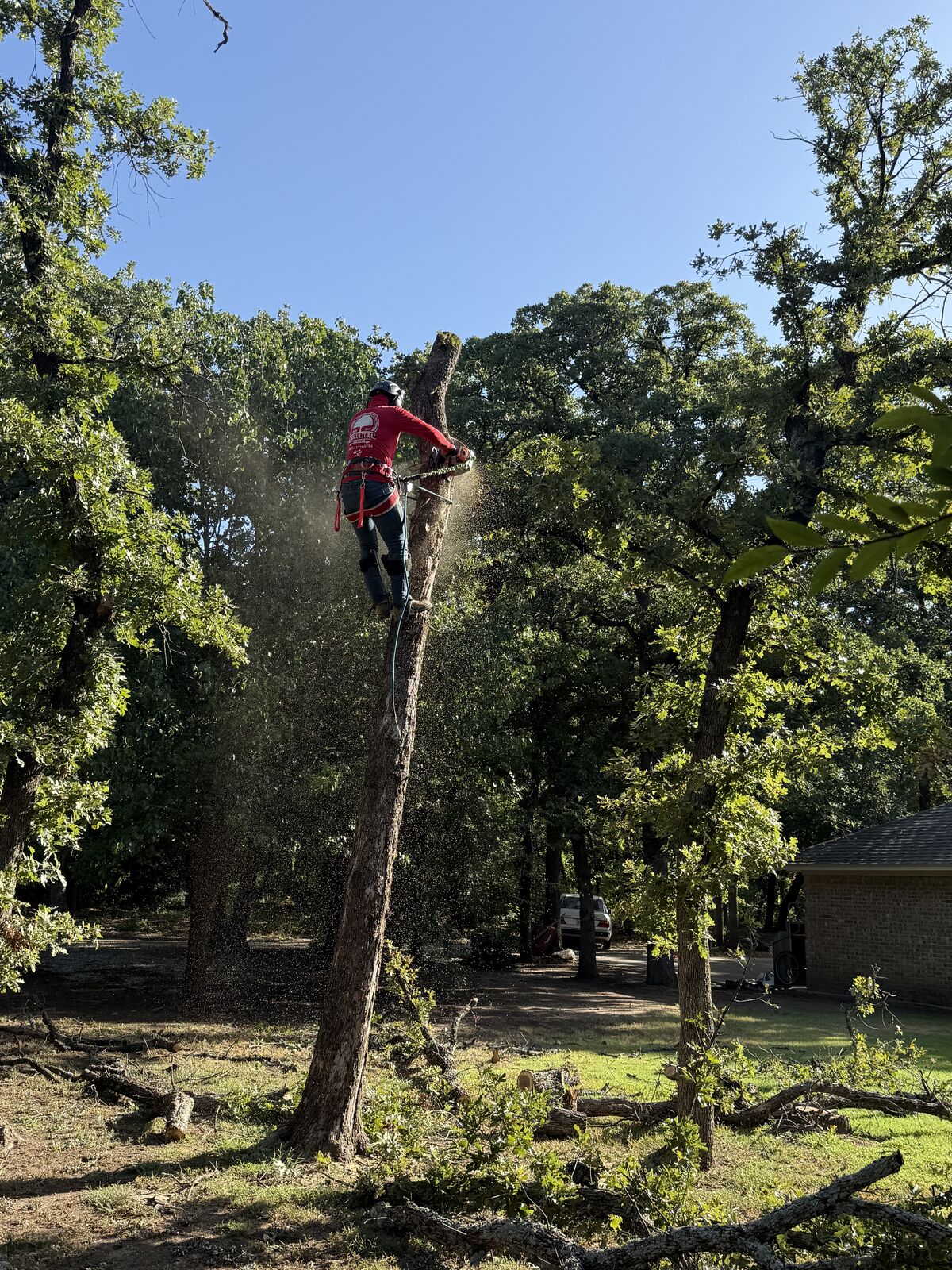 Climber roped into a tall tree taking it down section by section