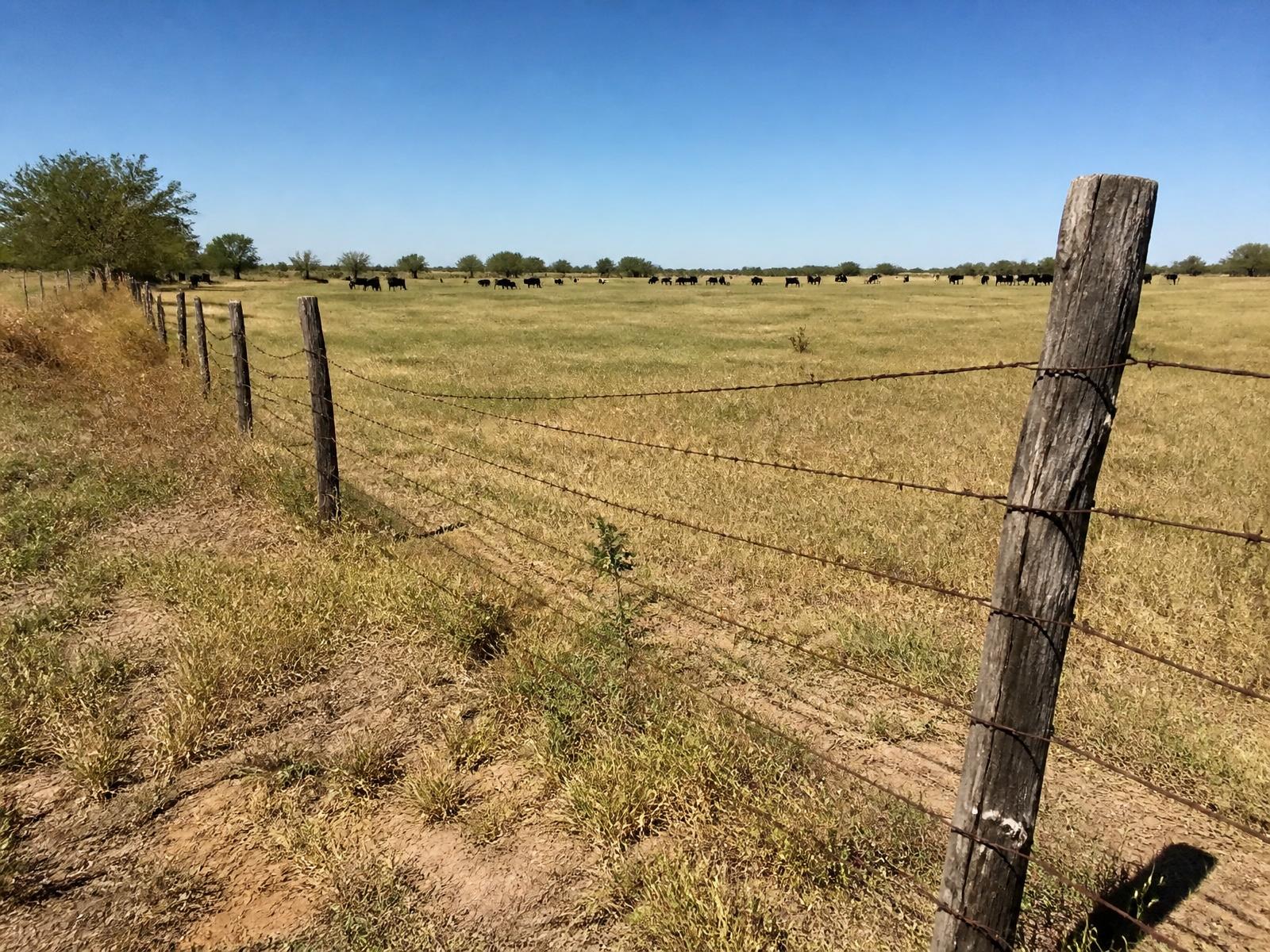 Barbed wire fence line across an open pasture
