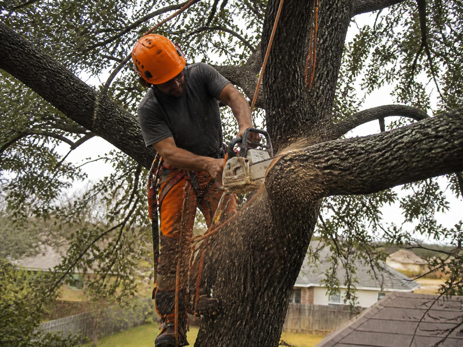 Climber trimming a large oak tree with a chainsaw